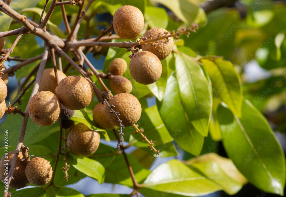 Longan ripe fruits (Dimocarpus longan) on the tree, in shallow focus Longan ripe fruits (Dimocarpus longan) on the tree, in shallow focus
