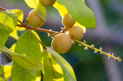 Longan ripe fruits (Dimocarpus longan) on the tree, in shallow focus