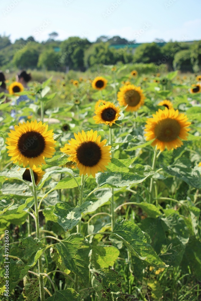 Sunflower Field with Sky in Background Sunflower Field with Sky in Background