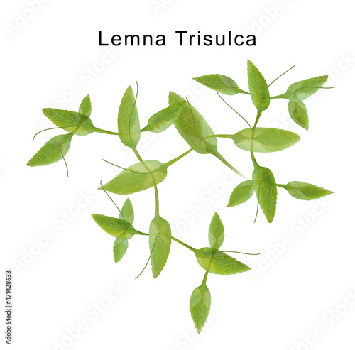 Microscopic algae star duckweed or Lemna trisulca or Schur or ivy-leaved duckweed photo