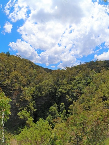forest in the mountains