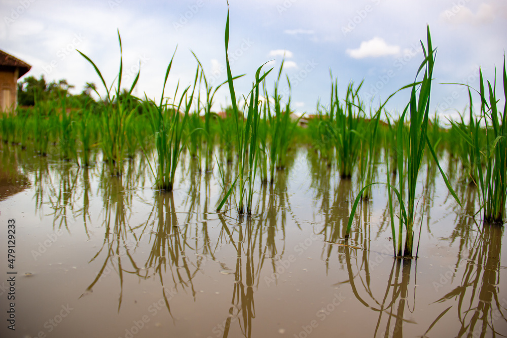 Newly planted rice Newly planted rice