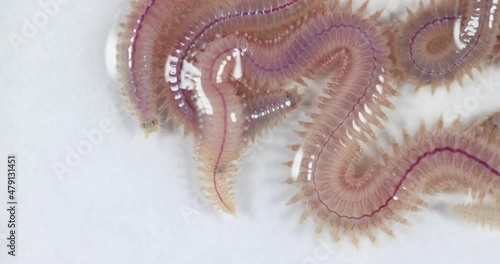 Sand Worm (Perinereis sp.) is the same species as sea worms (Polychaete), Living in a beach area with relatively shallow water levels for education in laboratory.
 photo