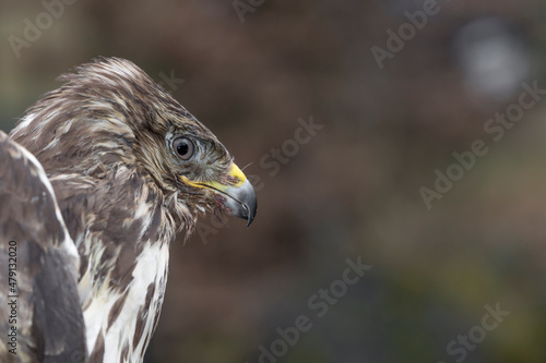 Fine art portrait of common buzzard  Buteo buteo 