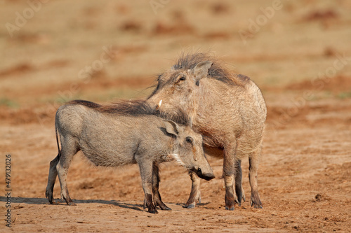 Two warthogs (Phacochoerus africanus) in natural habitat, South Africa.