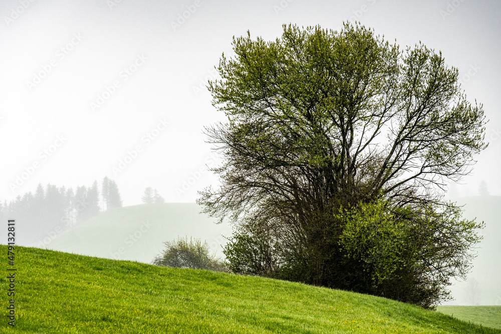 Obraz premium Grüner Baum in einer hügligen Landschaft im Nebel im Allgäu