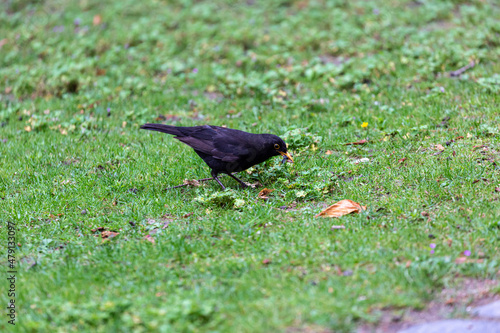 Blackbird walking in a garden