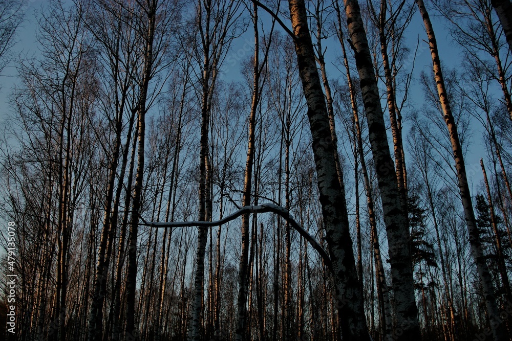 Fototapeta premium trees in the forest