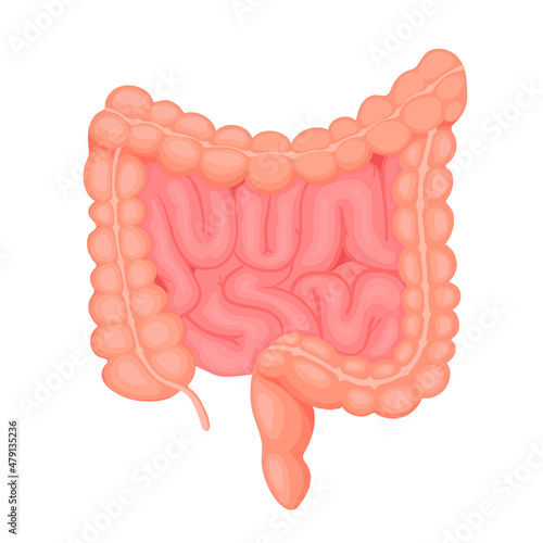 Anatomy of the small and large intestine. Internal human organ, digestive tract. Vector illustration isolated on white background.
