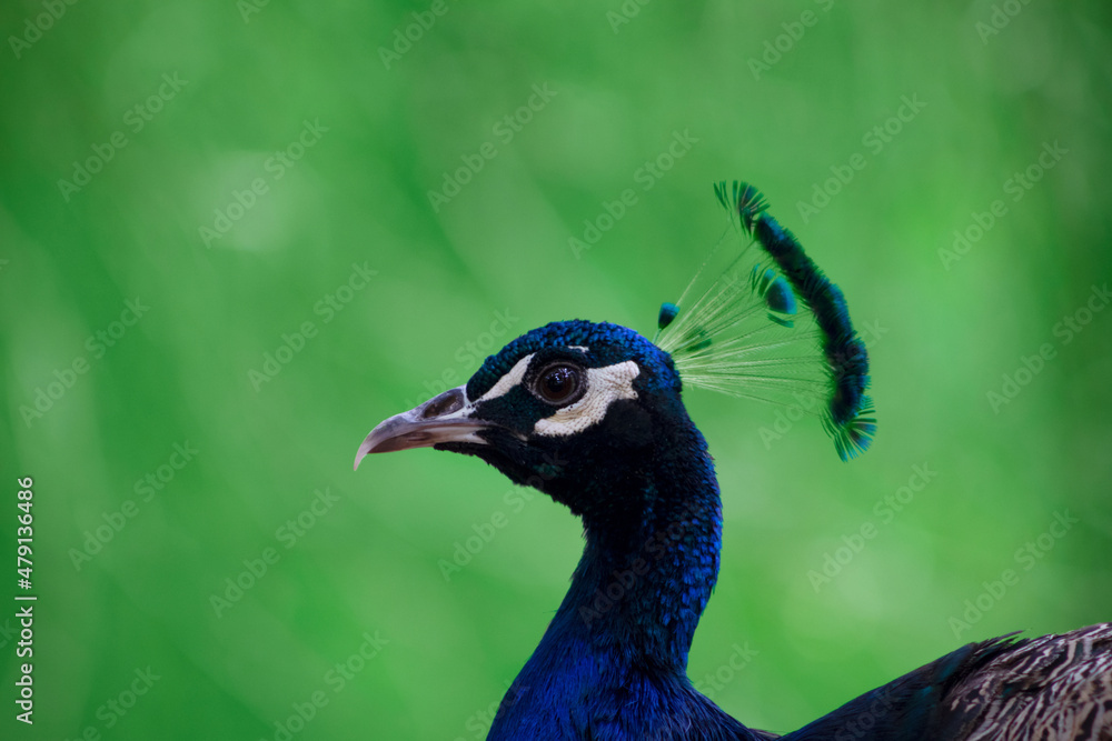 Wild bird. Portrait of a bright peacock on a blurred background Wild bird. Portrait of a bright peacock on a blurred background