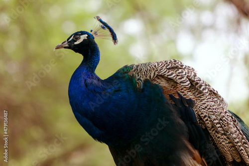 Wild bird. Portrait of a bright peacock on a blurred background © Yuliia Lakeienko