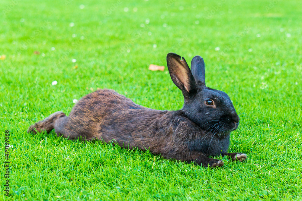 Little black rabbit on the green grass eating in summer Easter celebration beautiful pet animal Little black rabbit on the green grass eating in summer Easter celebration beautiful pet animal