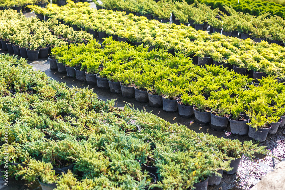 Fototapeta premium rows of young conifers in greenhouse with a lot of plants on plantation