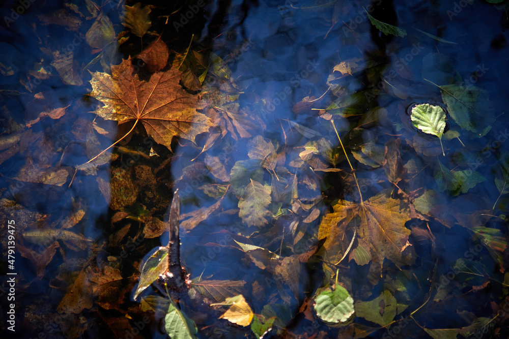 Autumn leaves under water. Reflection of autumn.