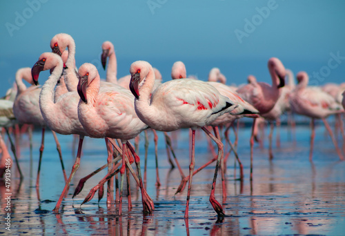 Close up of beautiful African flamingos that are standing in still water with reflection. © Yuliia Lakeienko