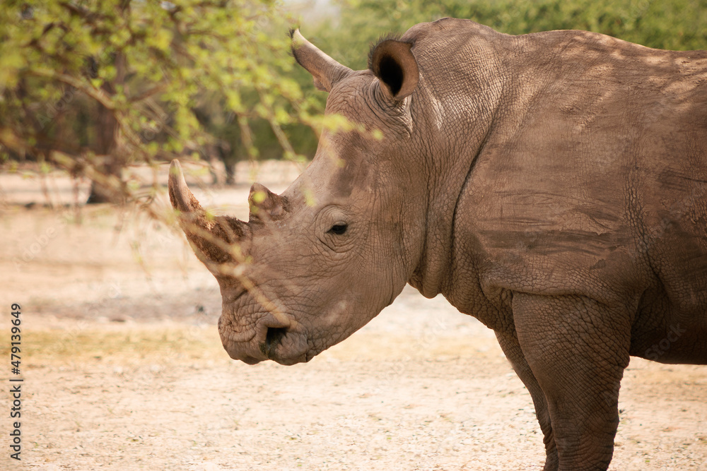 Wild african animals. Portrait of a male bull white Rhino grazing in Etosha National park, Namibia. Wild african animals. Portrait of a male bull white Rhino grazing in Etosha National park, Namibia.