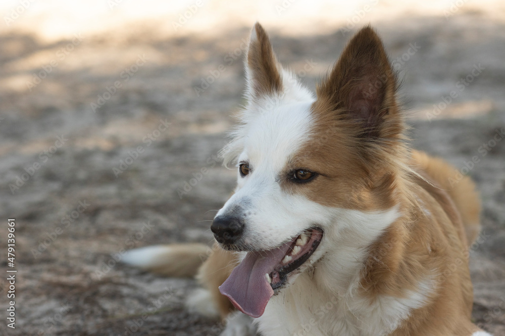 The most beautiful dog in the world. Smiling charming adorable sable brown and white border collie , outdoor portrait  with pine forest background. Considered the most intelligent dog. 