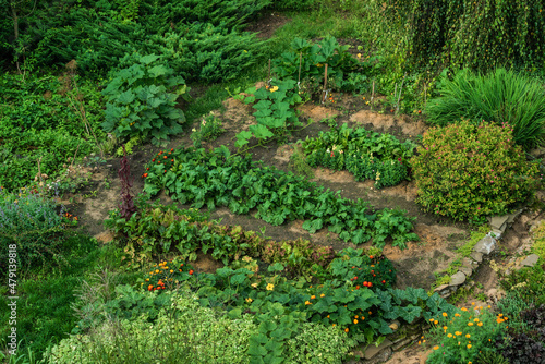 organic garden with vegetables and flowers