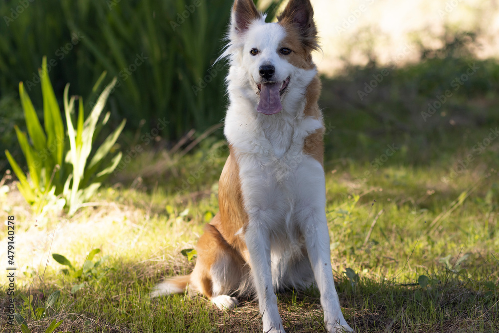 The most beautiful dog in the world. Smiling charming adorable sable brown and white border collie , outdoor portrait with pine forest background. Considered the most intelligent dog. The most beautiful dog in the world. Smiling charming adorable sable brown and white border collie , outdoor portrait with pine forest background. Considered the most intelligent dog.