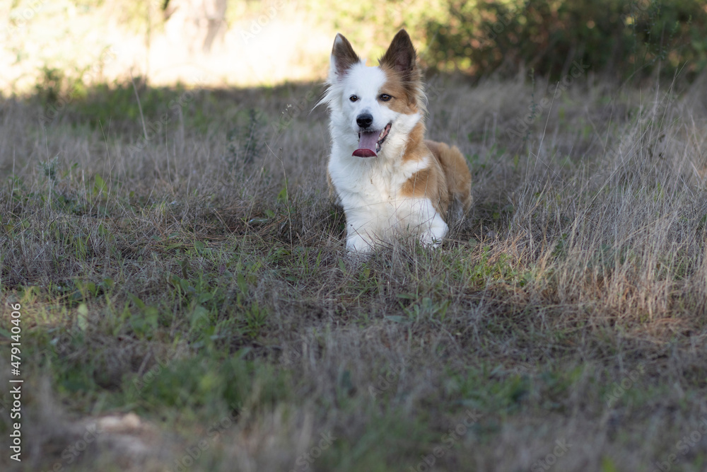 The most beautiful dog in the world. Smiling charming adorable sable brown and white border collie , outdoor portrait  with pine forest background. Considered the most intelligent dog. 