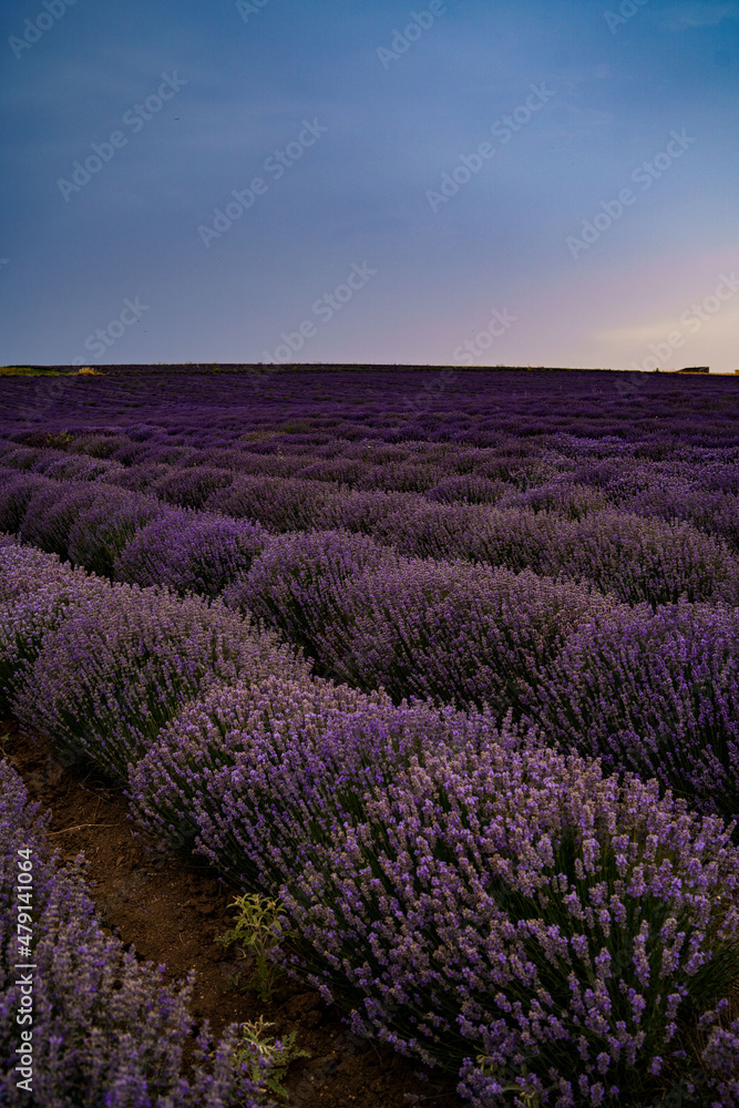 Field with lavender. Summer, sunset, hail, harvest, nature, aroma, purple.
