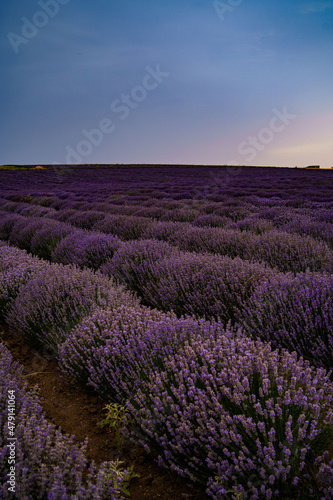Field with lavender. Summer  sunset  hail  harvest  nature  aroma  purple. 