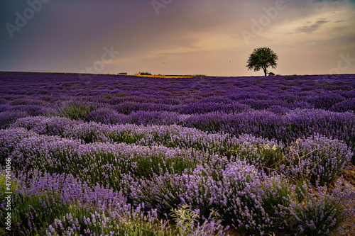 Field with lavender. Summer, sunset, hail, harvest, nature, aroma, purple.