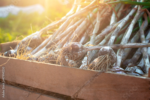 Harvested Garlic. Heads of garlic with green tops to dry in the sun lying in a wooden box for vegetables