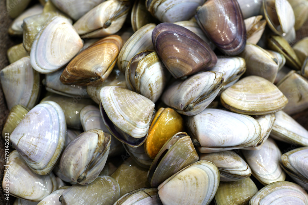 Live Clams or Pipis selling on market store