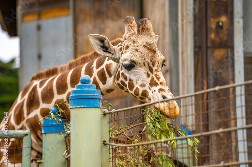 Giraffe eating leaves, San Francisco Zoo photo