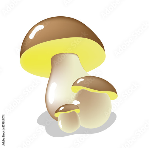 Three fresh porcini mushrooms on thick legs on a white background