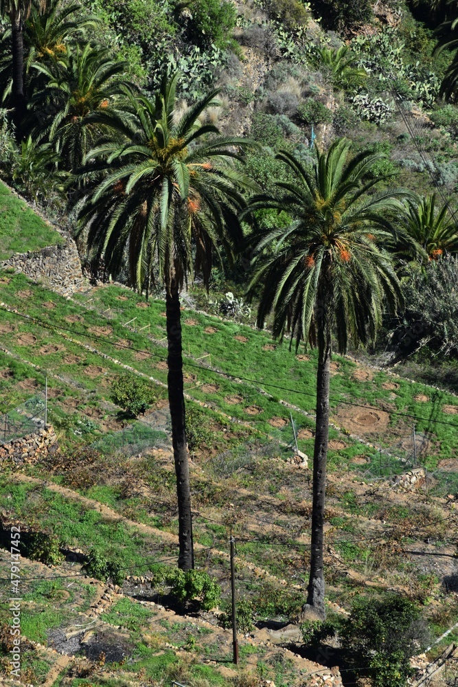 
Two tropical Canarian palm trees in the mountains on the island of La Gomera