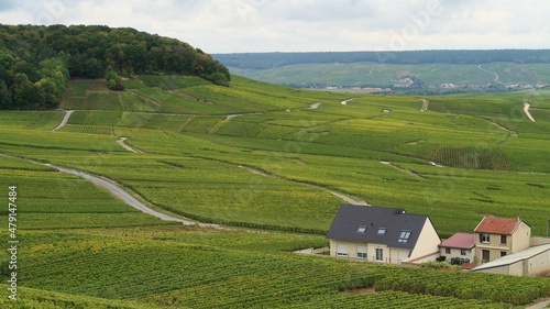 Vignoble en Champagne, paysage de vigne avec des maisons d’habitation au milieu des champs (France) photo