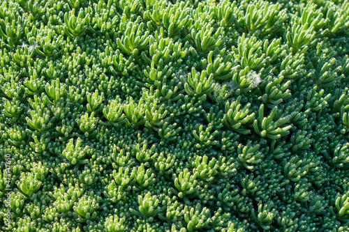 Image of green grass. Image of green vegetation cover. © PhotoBetulo