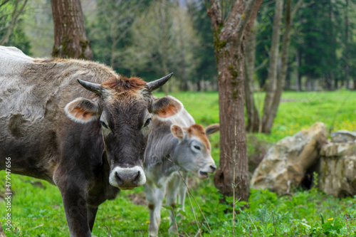 Wallpaper Mural Image of a cow in the meadow. Torontodigital.ca