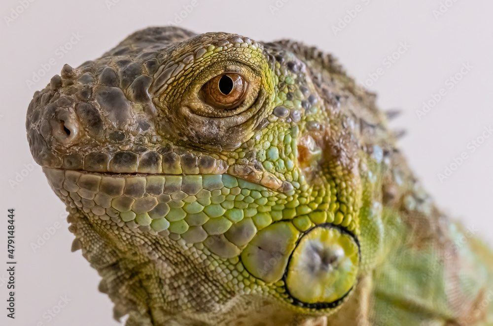 Fototapeta premium Iguana isolated on light background