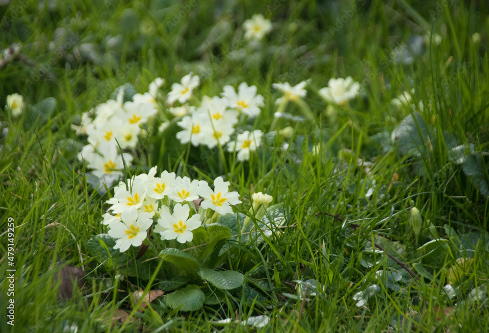 les primevères: les premières fleurs du printemps les primevères: les premières fleurs du printemps