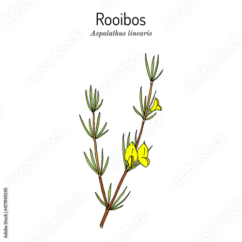 Rooibos Aspalathus linearis , or bush tea plant