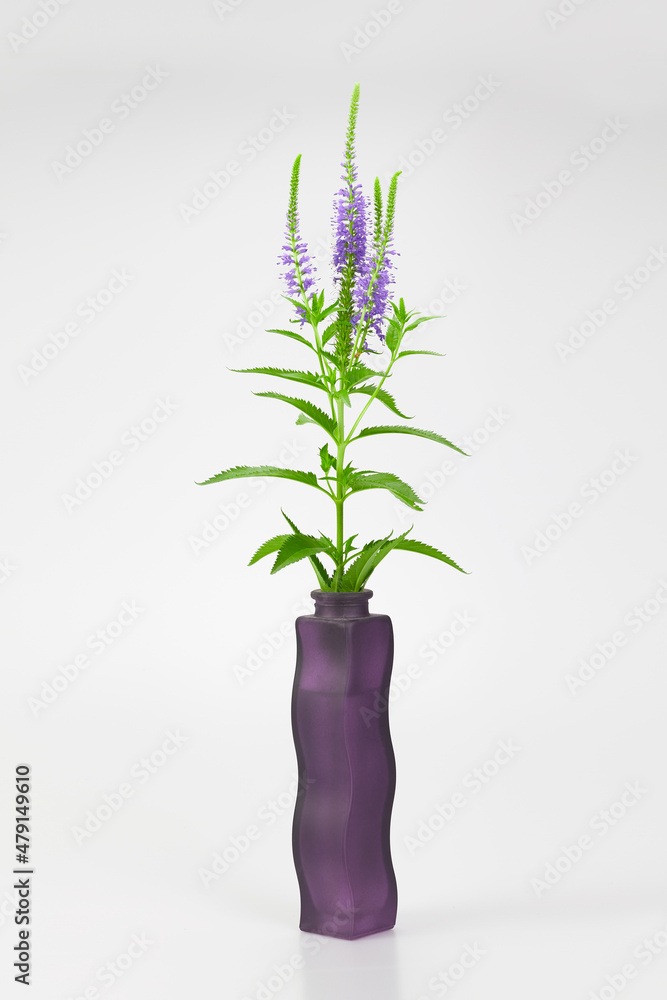 Veronica longifolia in vase in studio isolated Veronica longifolia in vase in studio isolated