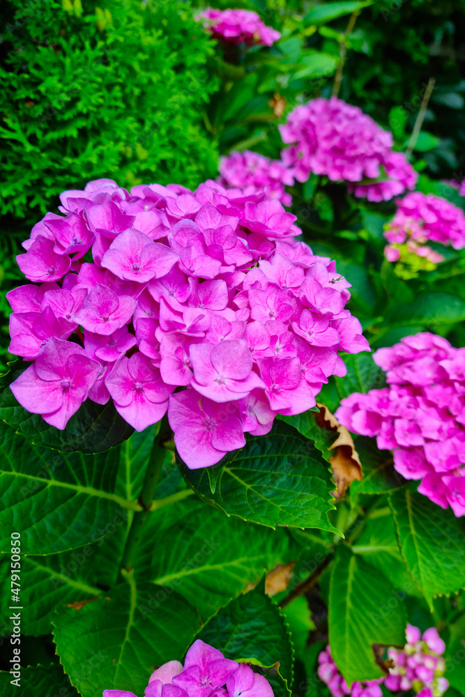 Pink buds of flowering hydrangeas in the park. Pink buds of flowering hydrangeas in the park.