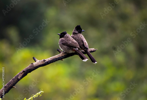 a Red-Vented bul bul 
This bird shot in tamillnadu,Salem yercuad 
Camera : Nikon D5600
lens : 70-300  photo