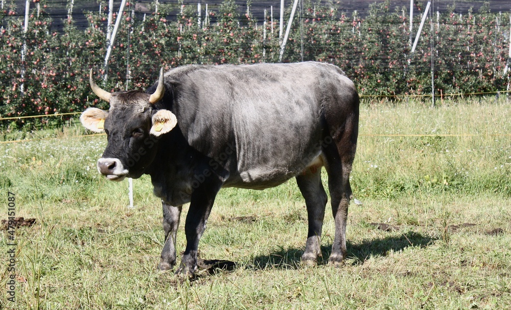 cow in the field cow in the field