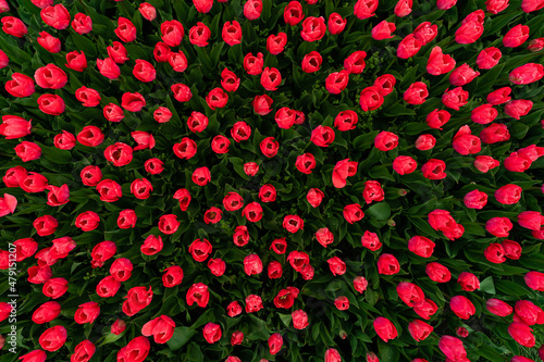 Tulipany © Michal