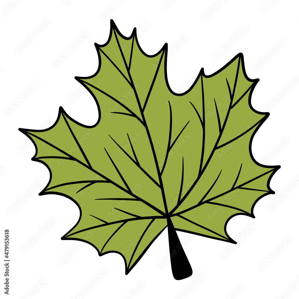 Fototapeta premium Fall leaf, autumn leaf, leaf illustration, maple leaf