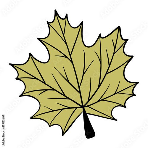 Fall leaf, autumn leaf, leaf illustration, maple leaf