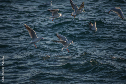 bird seagull sea water flying gull ocean nature istanbul city life