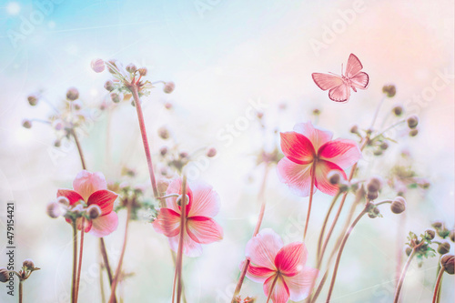 Fototapeta Naklejka Na Ścianę i Meble -  Gently pink flowers of anemones outdoors in summer spring and fluttering butterfly on light beige and blue  background with soft selective focus. Delicate dreamy image of beauty of nature.