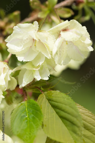 ウコン桜の花と葉のアップ
