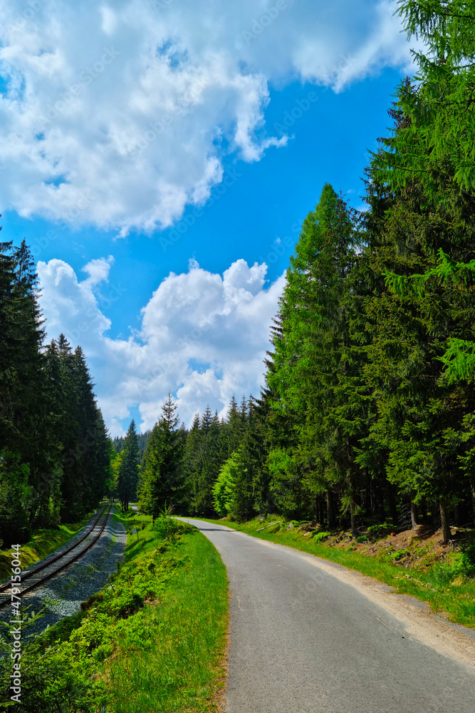 Fototapeta premium Beautiful railway passing through the green forest.