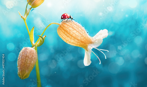 Canvas-taulu Ladybug on yellow bell flower in in drops of morning dew in nature outdoors on blue background, macro